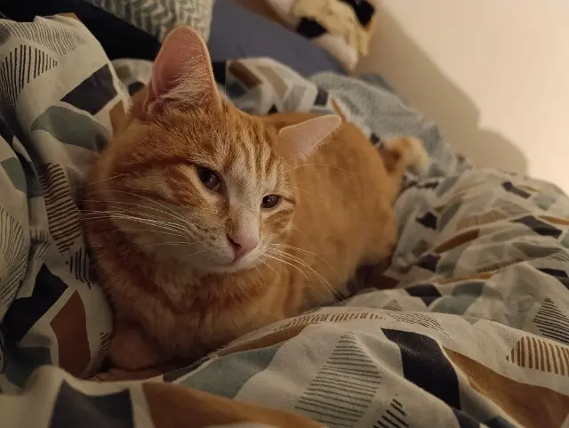 chat lost   01990 Saint-Trivier-sur-Moignans Tigrou