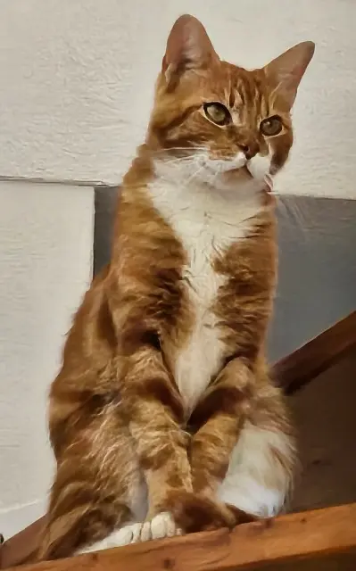 chat lost   01150 Sainte-Julie Timinou