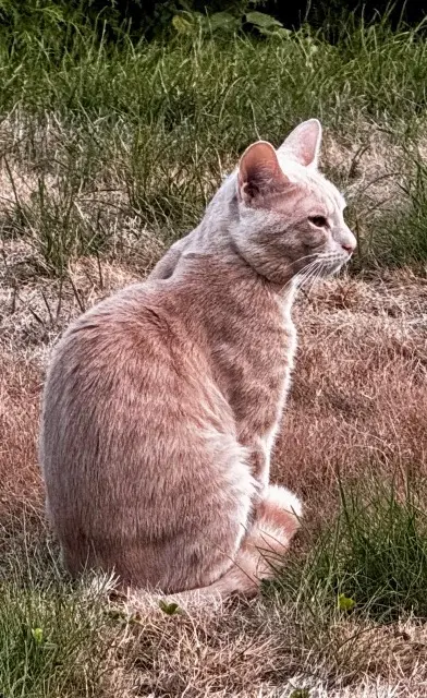 chat lost   01630 Sergy Tiptop