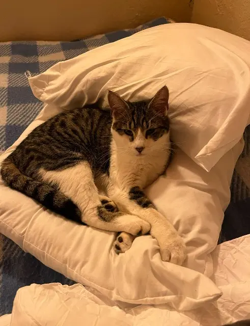 chat lost   01140 Saint-Étienne-sur-Chalaronne Titi