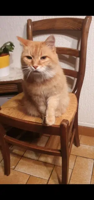 chat lost   01370 Courmangoux Titus