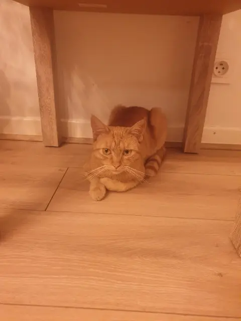 chat lost   01000 Bourg-en-Bresse Toto