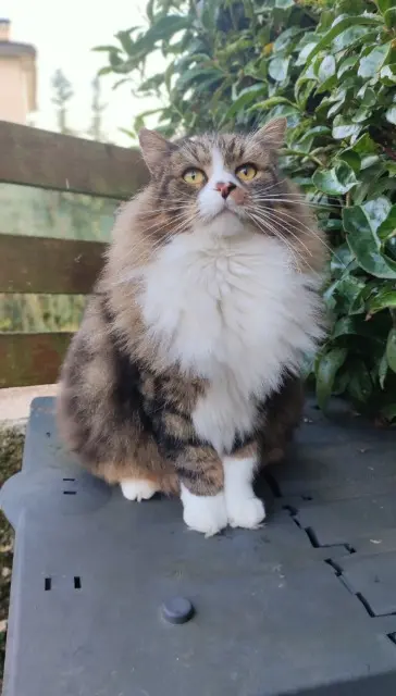 chat lost   01150 Sault-Brénaz Touffu