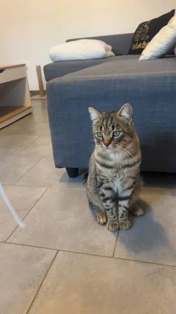 cat lost   01700 Beynost Ulysse