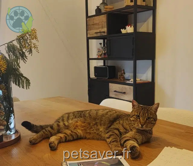 chat lost   01290 Pont-de-Veyle Urgo