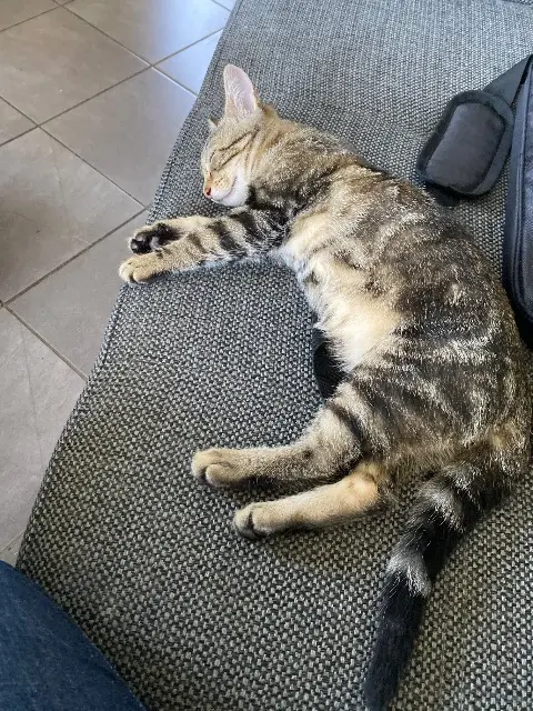 chat lost   01370 Val-Revermont Petitchat