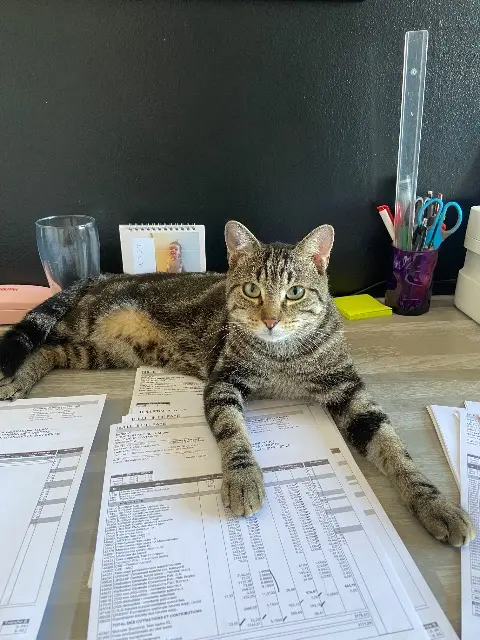 chat lost   01800 Villieu-Loyes-Mollon Tchoupi