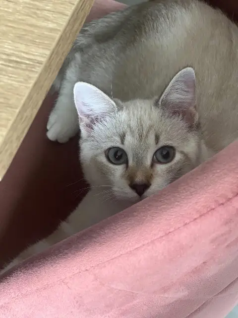 chat lost   01440 Viriat Vino