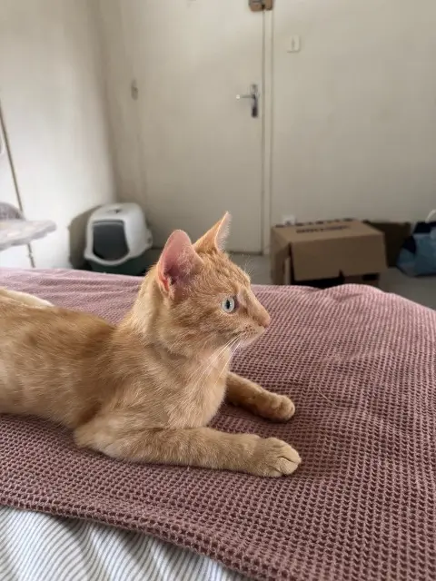 chat lost   01000 Bourg-en-Bresse Voltaire