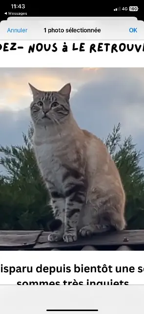 chat lost   01700 Beynost Wallace