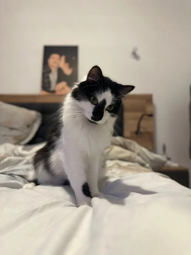 Chat Perdu 01 Ain - Whisky Chat Perdu 01 Ain - Whisky
