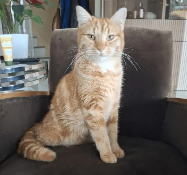 chat lost   01500 Ambérieu-en-Bugey Winnie