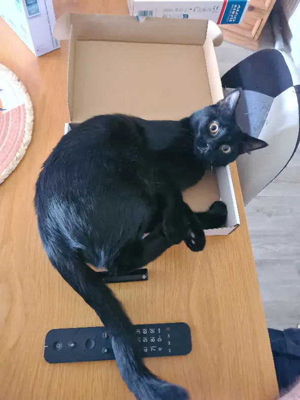 Chat Perdu 01 Ain Chat Perdu 01 Ain
