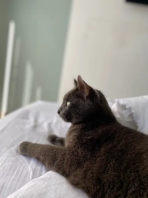 chat lost   01220 Divonne-les-Bains Murchik