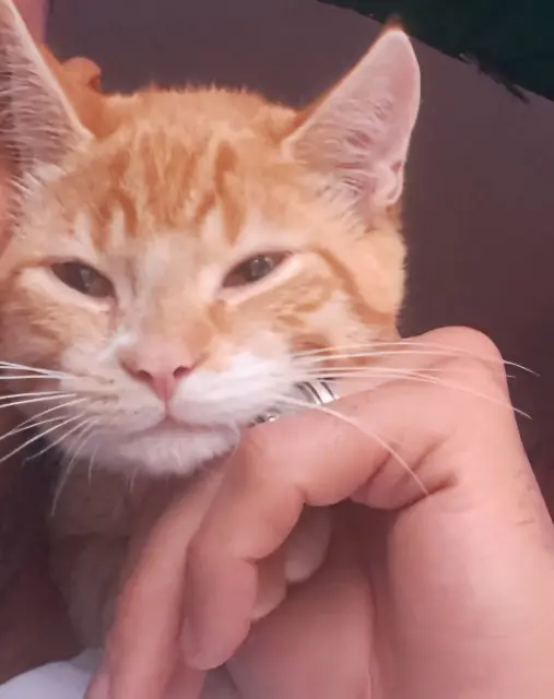 chat lost   02470 Neuilly-Saint-Front Cayone