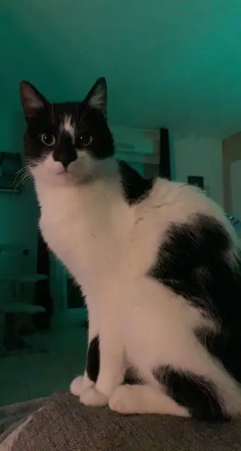 chat lost   02100 Essigny-le-Petit Chnooki