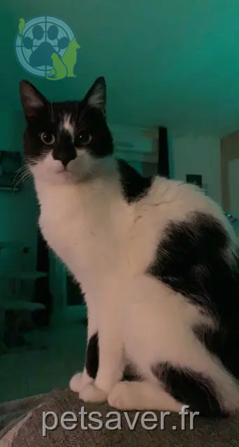 gato perdido 02100 Essigny-le-Petit Chnooki gato lost 02100 Essigny-le-Petit Chnooki
