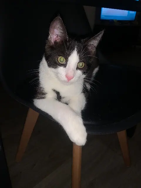 chat lost   02310 Nogent-l'Artaud Davy surnom « Boubou »