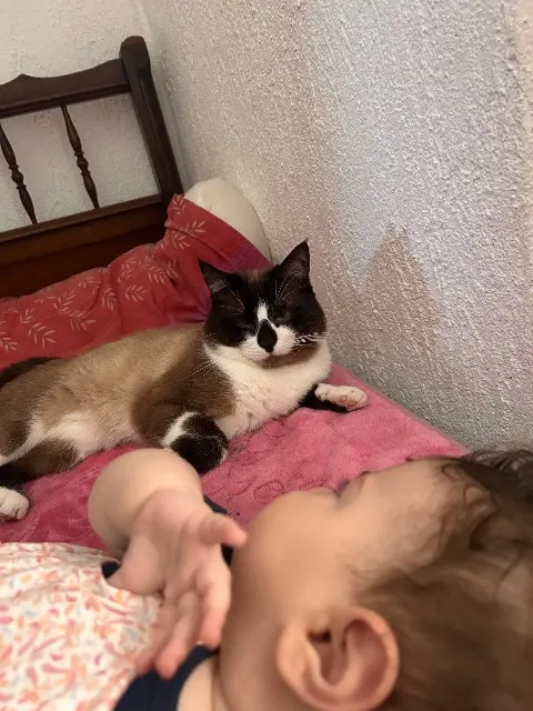 chat lost    Dhuys et Morin-en-Brie Oscar