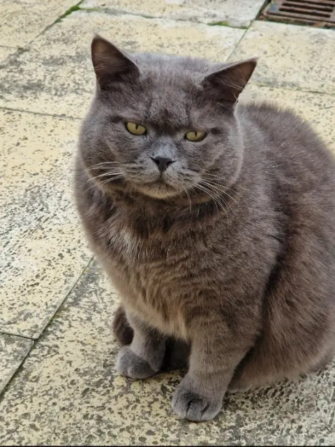 chat lost   02160 Roucy Didou
