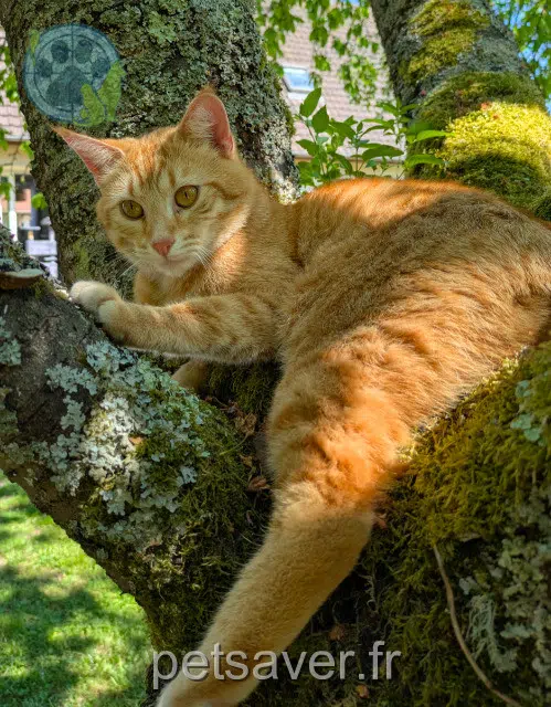 gato lost   02870 Bucy-lès-Cerny Fletcher