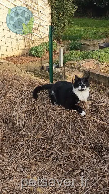 chat lost   02300 Autreville Floki