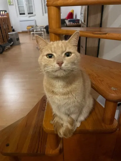 gato perdido 02800 La Fère Groot gato lost 02800 La Fère Groot