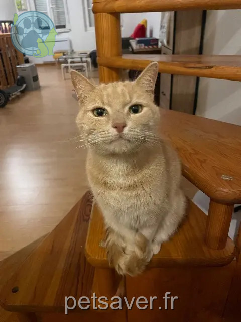 gato perdido 02800 La Fère Groot gato lost 02800 La Fère Groot
