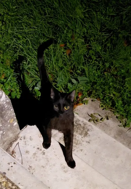 chat lost   02570 Chézy-sur-Marne Guizmo