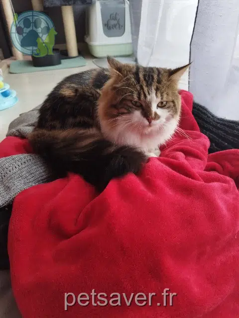 kater vermist 02190 Berry-au-Bac Hikaru kater lost 02190 Berry-au-Bac Hikaru