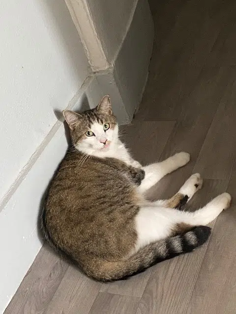 chat lost   02200 Soissons Jpc