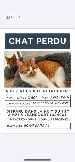 chat lost   02490 Jeancourt Kinou (tao)