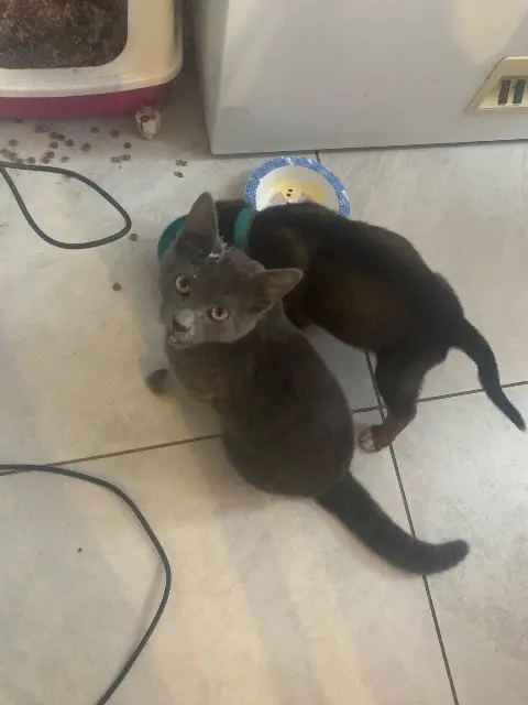 chat lost   02210 Grand-Rozoy Legris