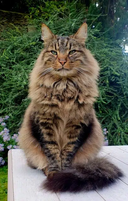 chat lost   02600 Retheuil Loup