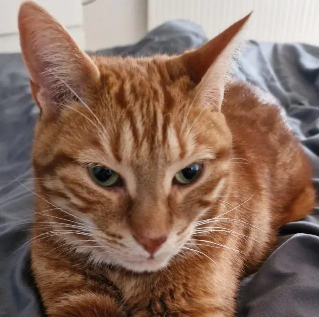 gato perdido 02330 Courboin Magnus gato lost 02330 Courboin Magnus