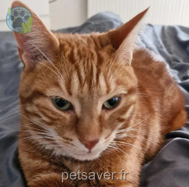 gatto perso 02330 Courboin Magnus gatto lost 02330 Courboin Magnus