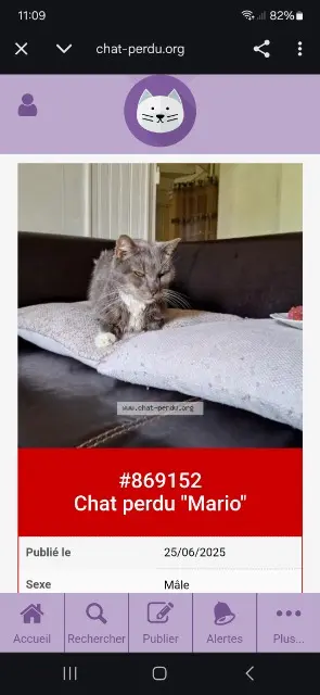 chat lost   02310 Saulchery Mario