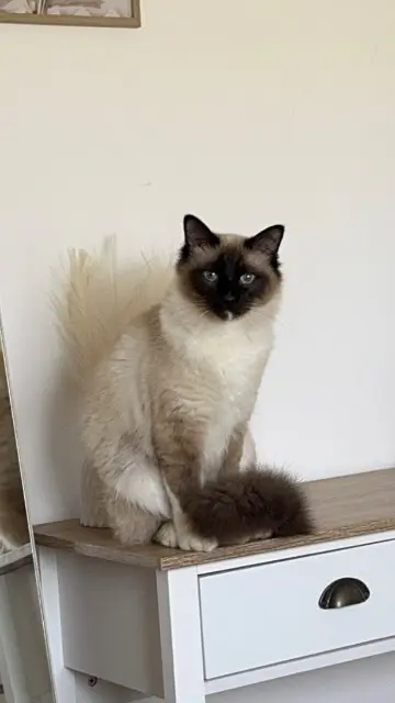 chat lost   02300 Caillouël-Crépigny Moka