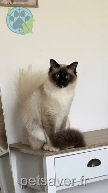 Kater vermisst 02300 Caillouël-Crépigny Moka Kater lost 02300 Caillouël-Crépigny Moka