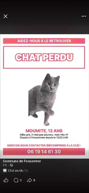 chat lost   02110 Fonsomme Moumite