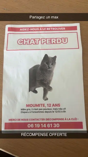 chat lost   02110 Fonsomme Moumitte
