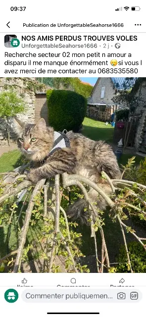 chat lost   02860 Martigny-Courpierre Nabou