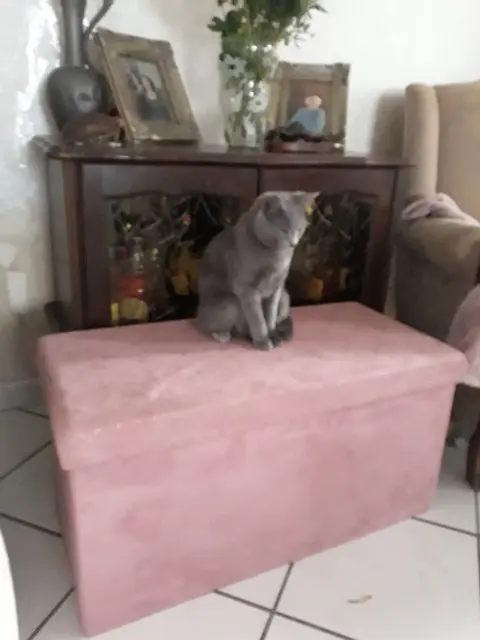 chat lost   02600 Dommiers Nuggets