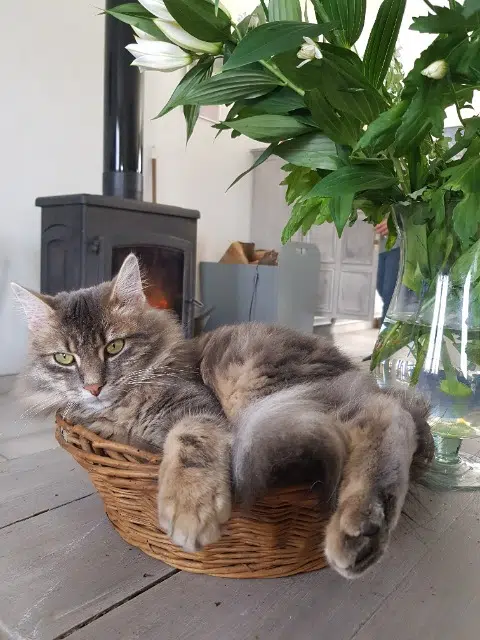 chat lost   02590 Beauvois-en-Vermandois Néo