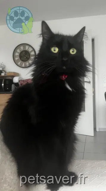 Kater lost   02000 Aulnois-sous-Laon Onyx