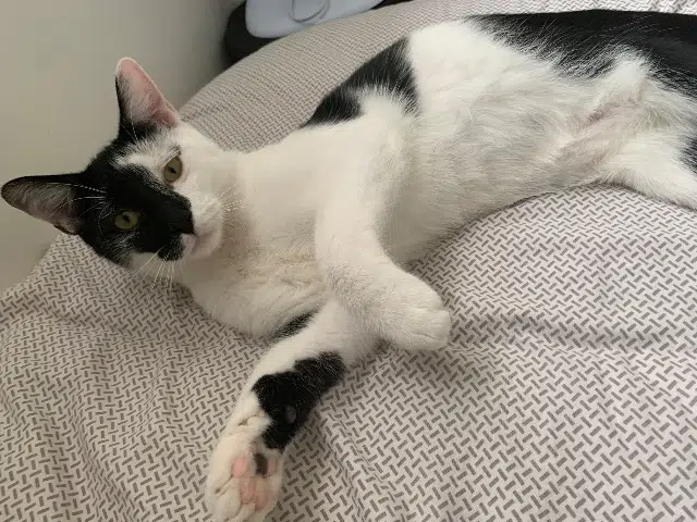 chat lost   02880 Crouy Oreo