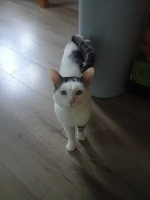 chat lost   02880 Crouy Pompon