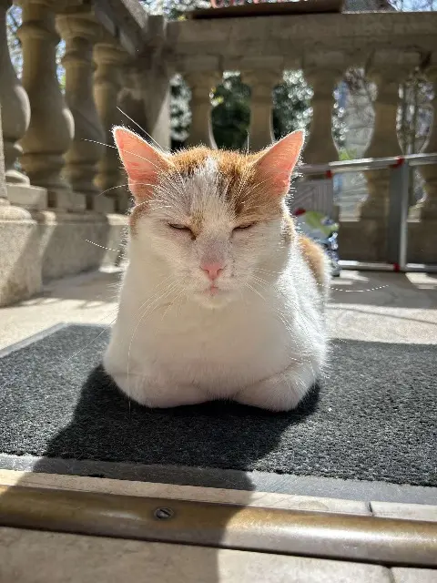 chat lost   02400 Château-Thierry Popcorn