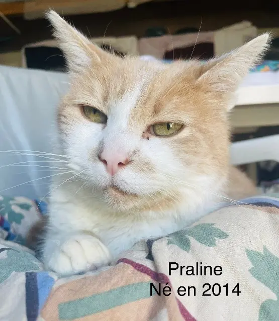 chat lost   02400 Étampes-sur-Marne Praline