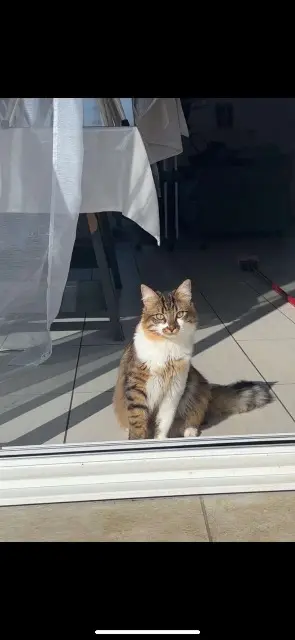 chat lost   02400 Nogentel Pumba